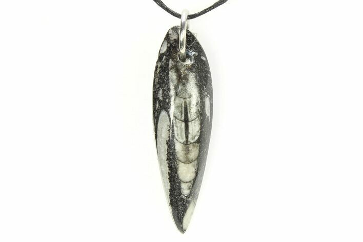 1 1/2 - 2" Polished Orthoceras Fossil Necklace - Morocco - Photo 1